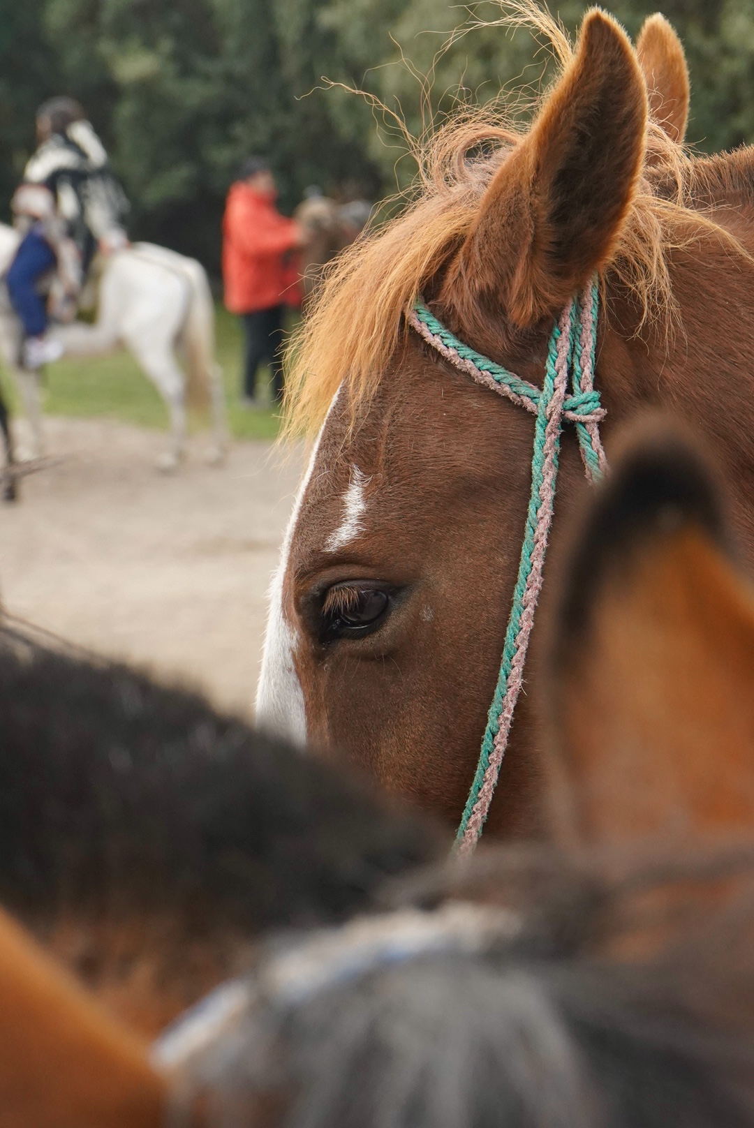 Horse Image